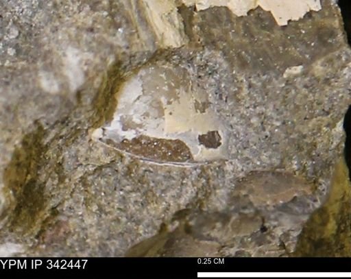undet. Mollusca