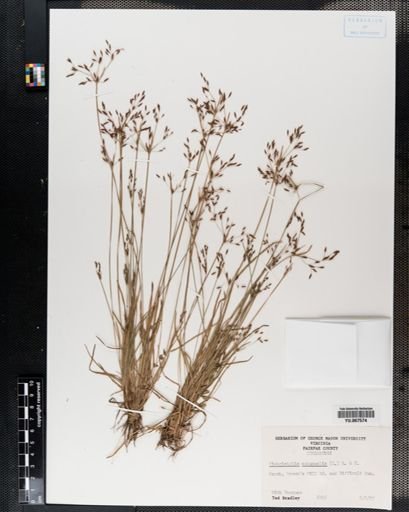 Plantae