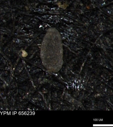 Spirolocammina subcircularis