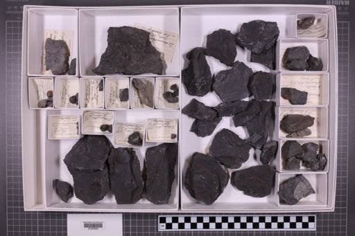 mixed taxa, stratigraphic collection
