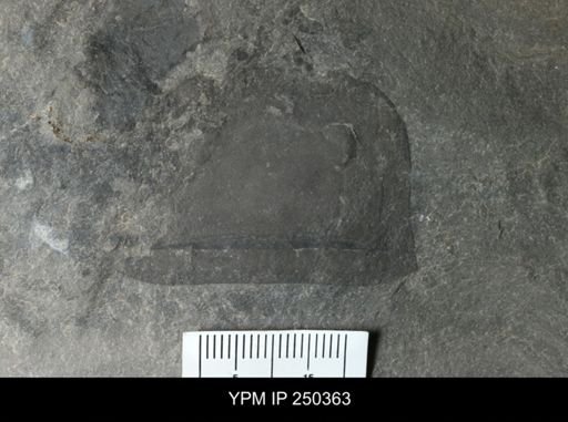 Eurypterus