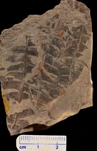 Cladophlebis sp.