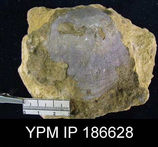 Derbya sp.