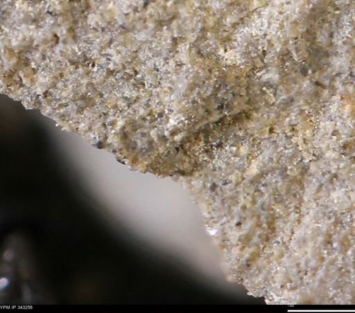 undet. Mollusca