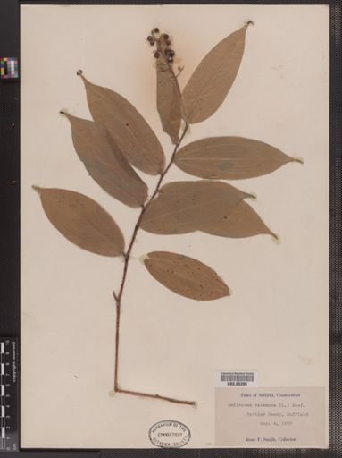 Maianthemum