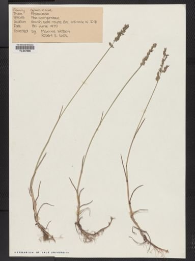 Poa compressa