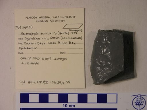 Heterogaspis acuticornis