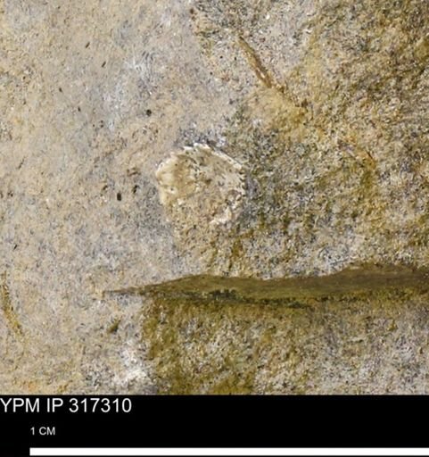 undet. Mollusca