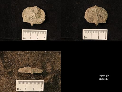 Pustula nebrascensis