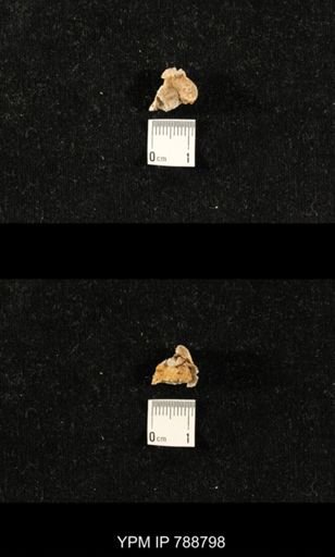 taxon undetermined