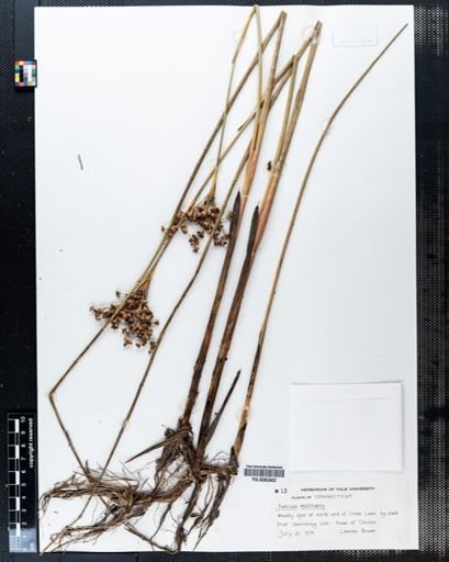 Juncus militaris