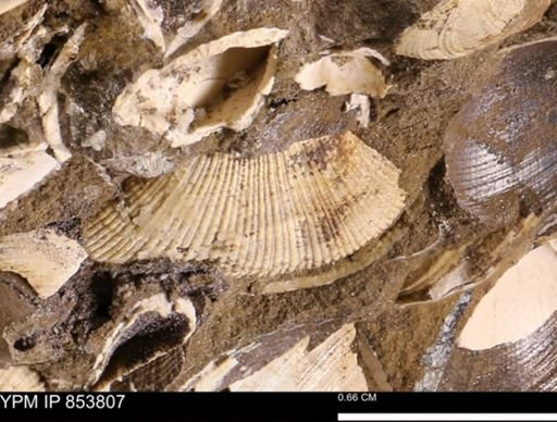 Parallelodon sp.