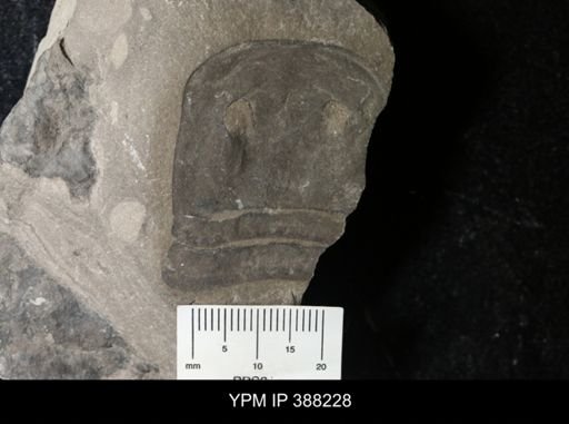 Eurypterus remipes