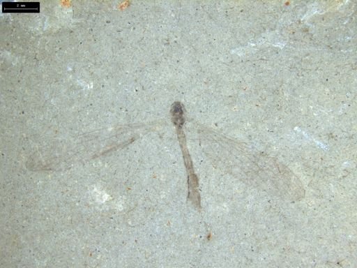 undet. Tipulidae