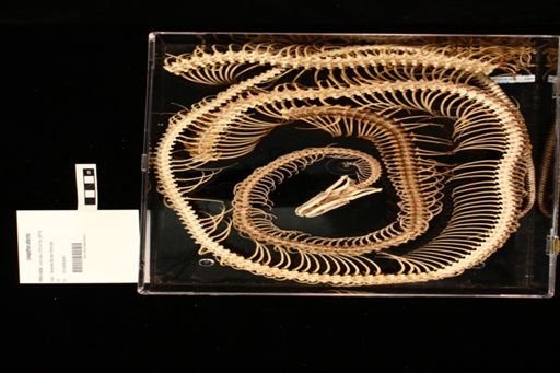 Leiopython albertisi