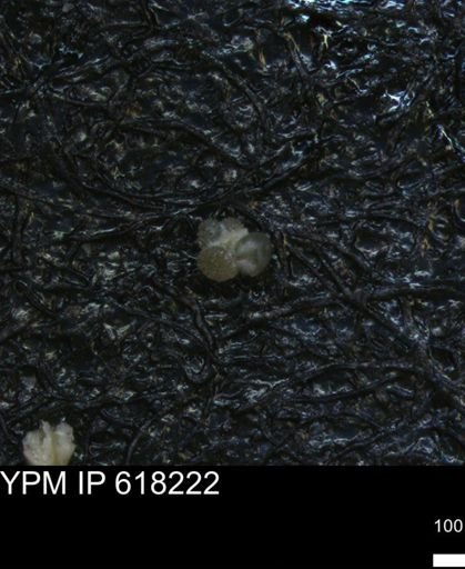 undet. Rugoglobigerinidae