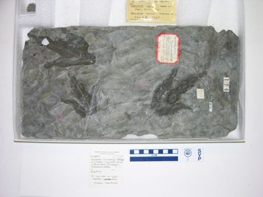 Grallator cuneatus