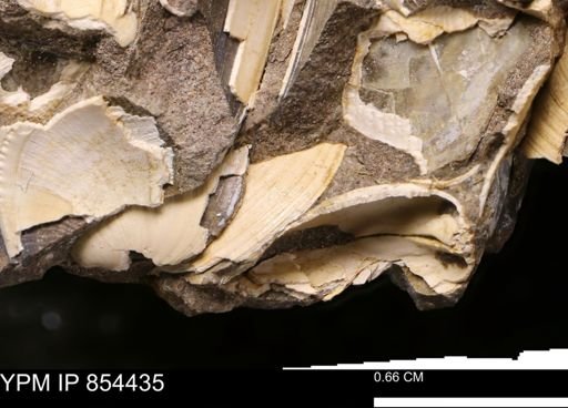 Limopsis striatopunctatus
