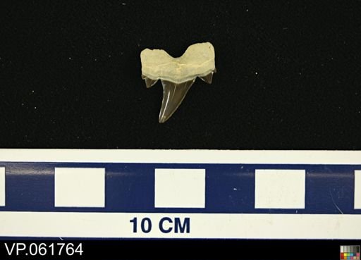 undet. Chondrichthyes