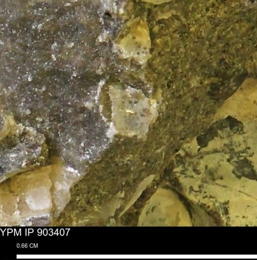 undet. Mollusca