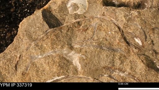 undet. Bivalvia