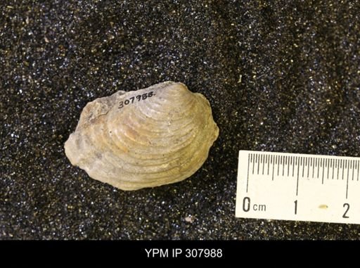 Inoceramus sp.