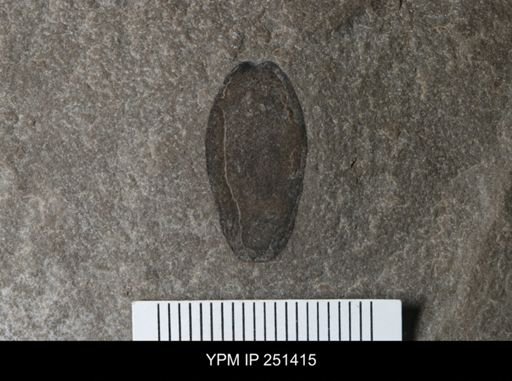 Eurypterus lacustris