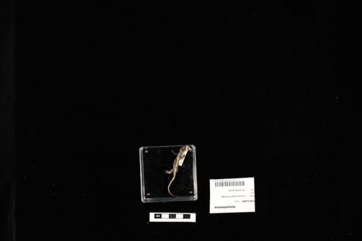 Notophthalmus