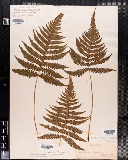 Dryopteris phegopteris