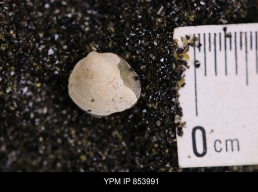 Limopsis striatopunctatus