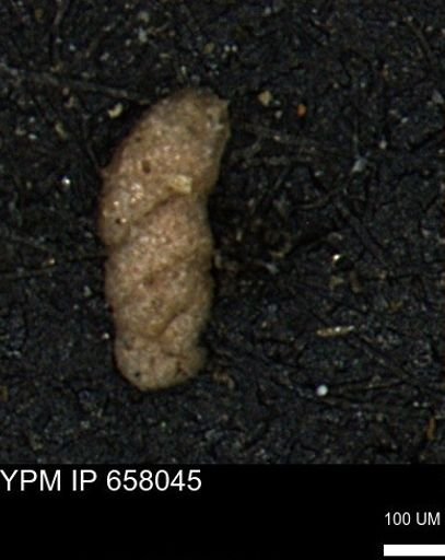 Ammobaculites obliquus