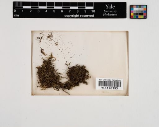 Plantae