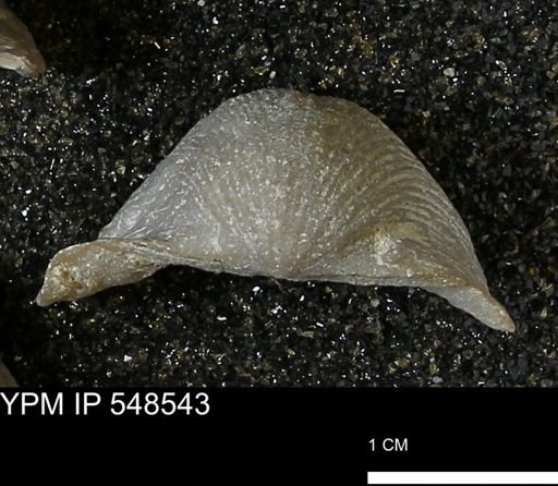 Stropheodonta navalis