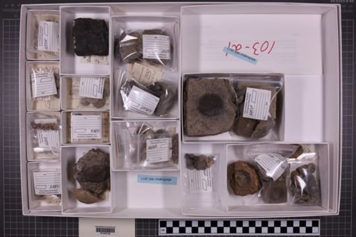 mixed taxa, stratigraphic collection