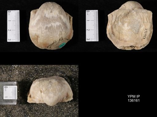 Productus (Linoproductus) lineatus