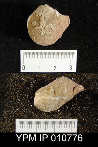 Linoproductus (Cancrinella) phosphaticus