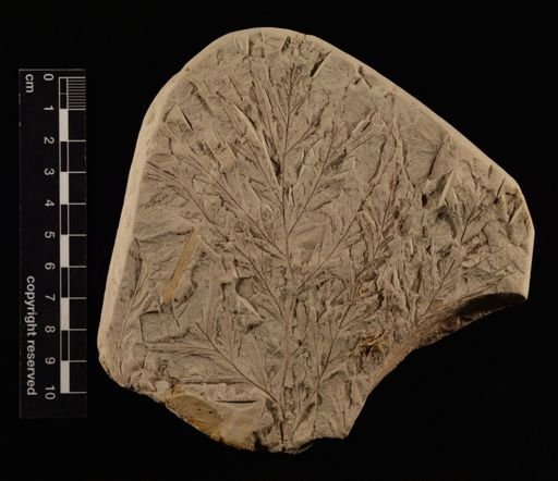 Anemia dicksoniana