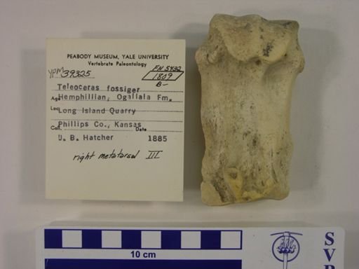 Teleoceras fossiger