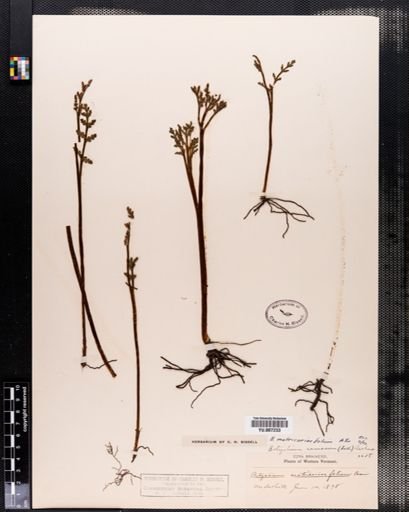 Botrychium