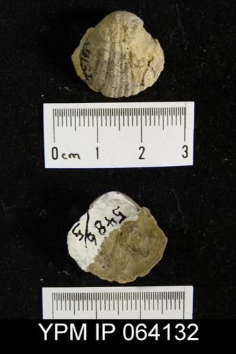 Sieberella roemeri