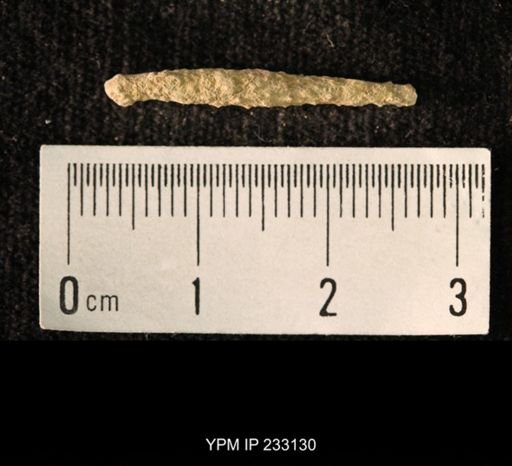 Archaeocidaris sp.