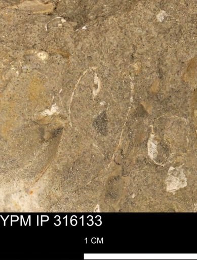 undet. Bivalvia