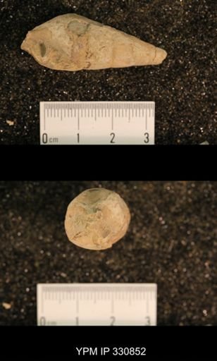 Meekospira peracuta choctawensis
