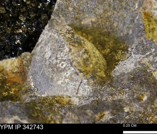 undet. Mollusca