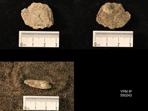 Marginifera wabashensis