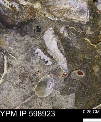 undet. Mollusca
