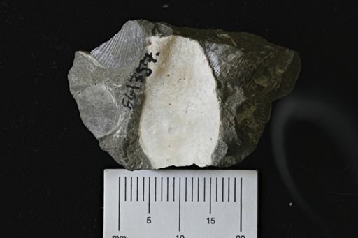 undet. Bivalvia