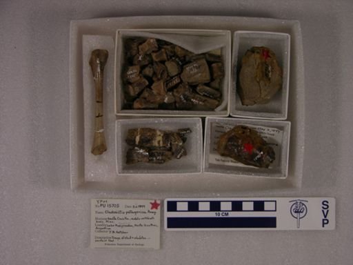 Cladosictis lustratus