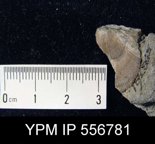 Valcourea sp.