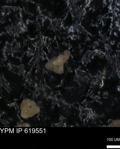 undet. Foraminiferida